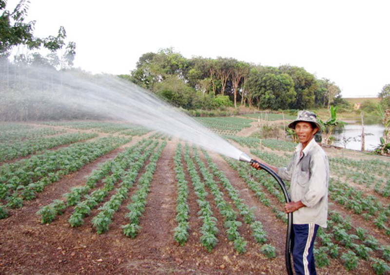 Vi phạm điều kiện sản xuất, kinh doanh giống cây trồng sẽ bị phạt đến 20 triệu đồng Vi phạm điều kiện sản xuất, kinh doanh giống cây trồng sẽ bị phạt đến 20 triệu đồng
