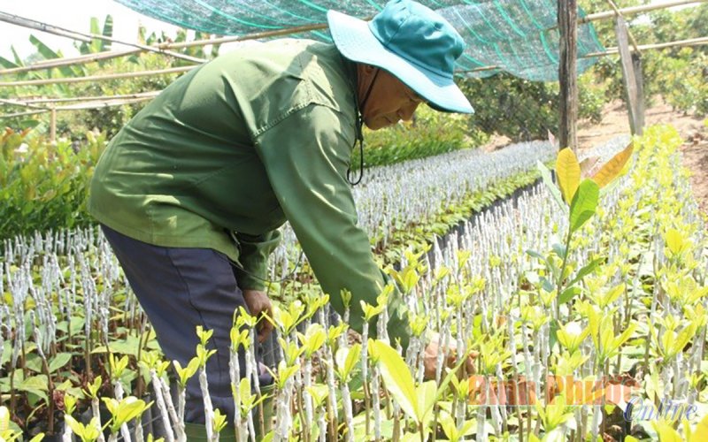 Giữ thương hiệu điều Bình Phước