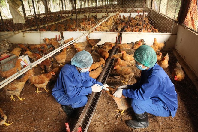Xuất hiện ổ dịch cúm A H5N1 trên đàn gà tại Kon Tum Xuất hiện ổ dịch cúm A H5N1 trên đàn gà tại Kon Tum