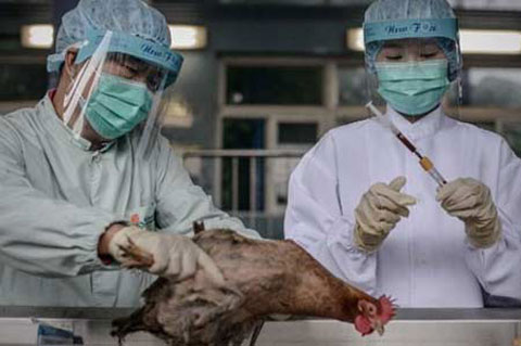 h7n93.jpg