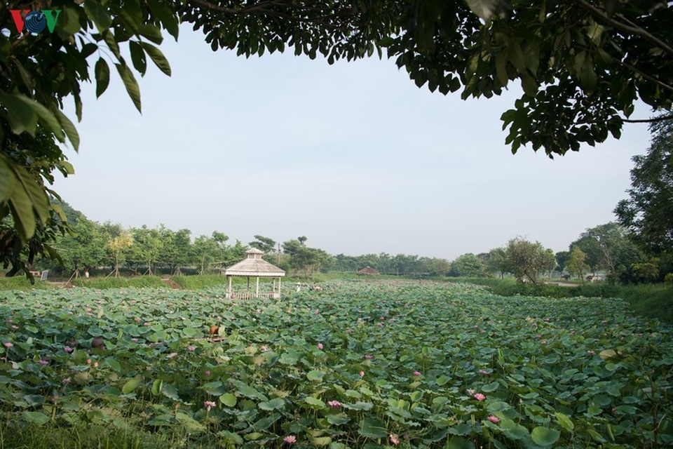 Hà Nội tháng Sáu - mùa sen nở giữa lòng người