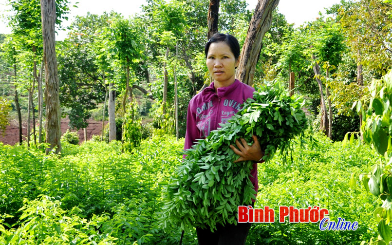 Hai mô hình xen canh hiệu quả ở Thác Mơ