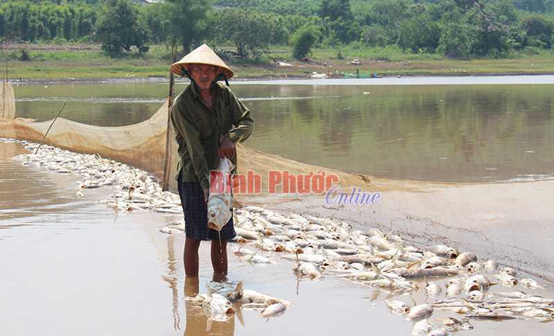 Hàng chục tấn cá chết chưa rõ nguyên nhân