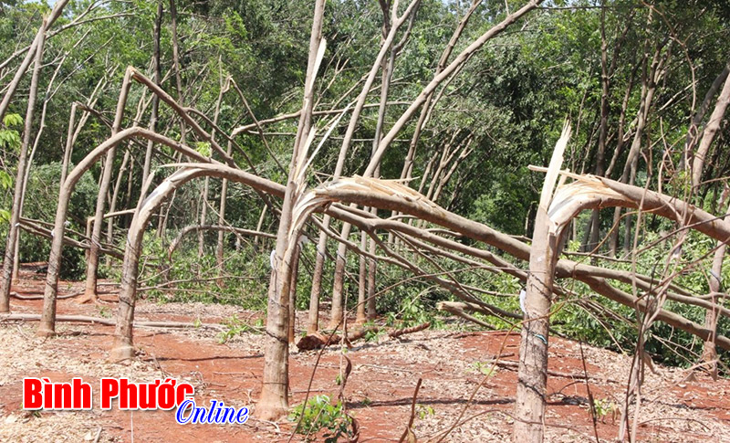 Tân Hưng tích cực hỗ trợ nhân dân bị hạn hán Tân Hưng tích cực hỗ trợ nhân dân bị hạn hán