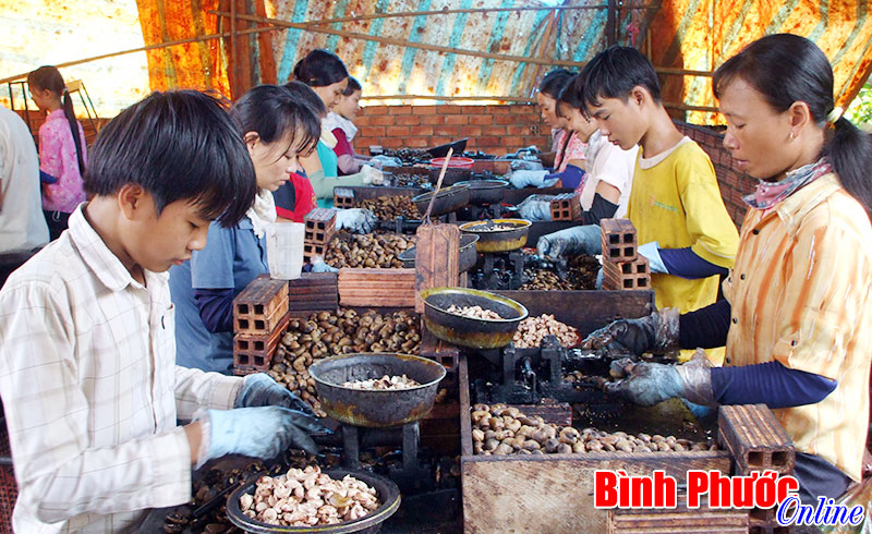 Xây dựng vườn điều mẫu lớn: Còn nhiều nan giải