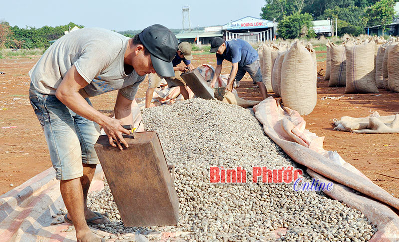 “Trả ơn” cây điều “Trả ơn” cây điều