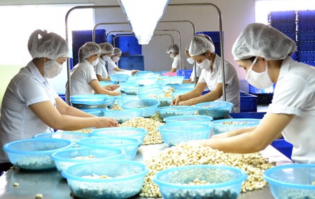 Hạt điều: Xuất nhiều, nhập cũng nhiều Hạt điều: Xuất nhiều, nhập cũng nhiều