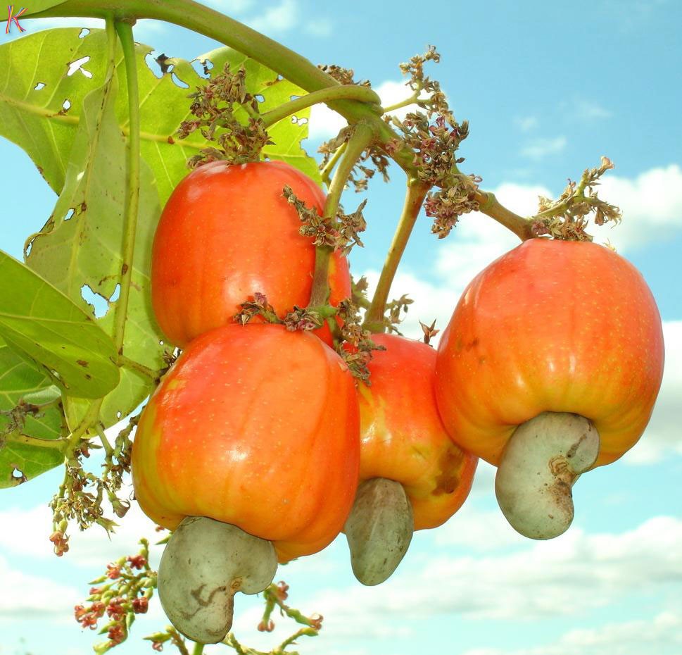 Hương điều