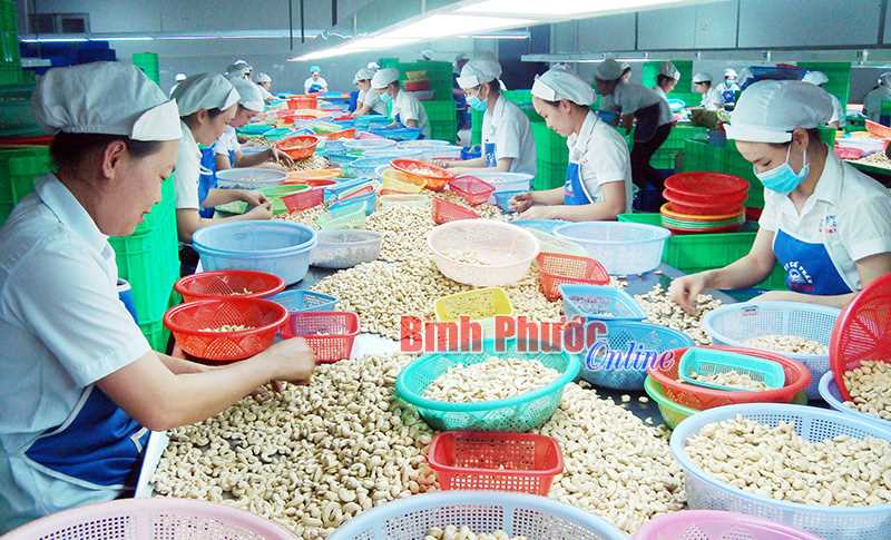 Cơ hội vàng của ngành điều