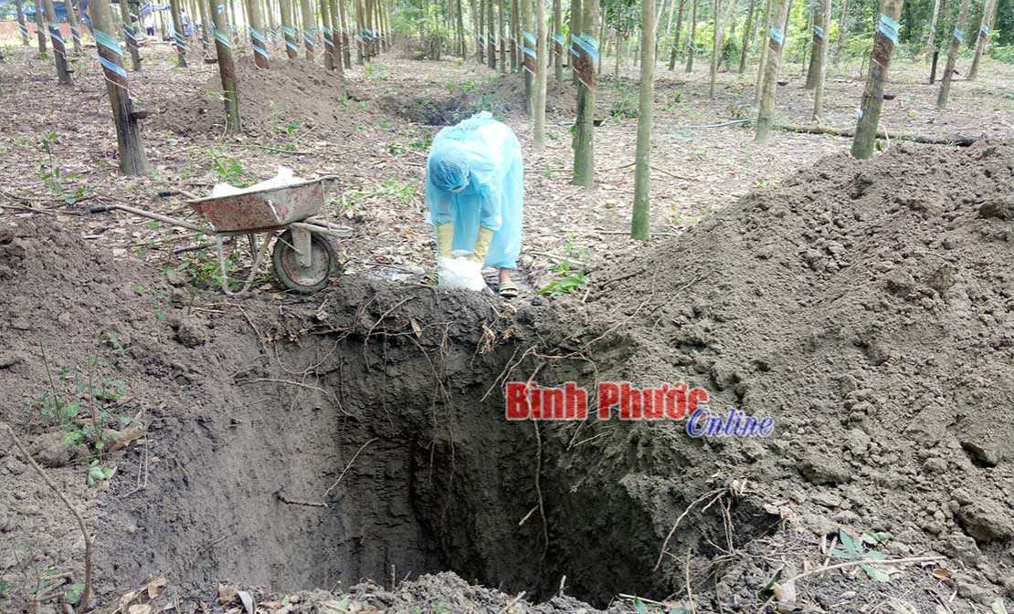 Đồng Phú: Tiêu hủy 3,1 tấn lợn mắc bệnh dịch tả lợn châu Phi Đồng Phú: Tiêu hủy 3,1 tấn lợn mắc bệnh dịch tả lợn châu Phi