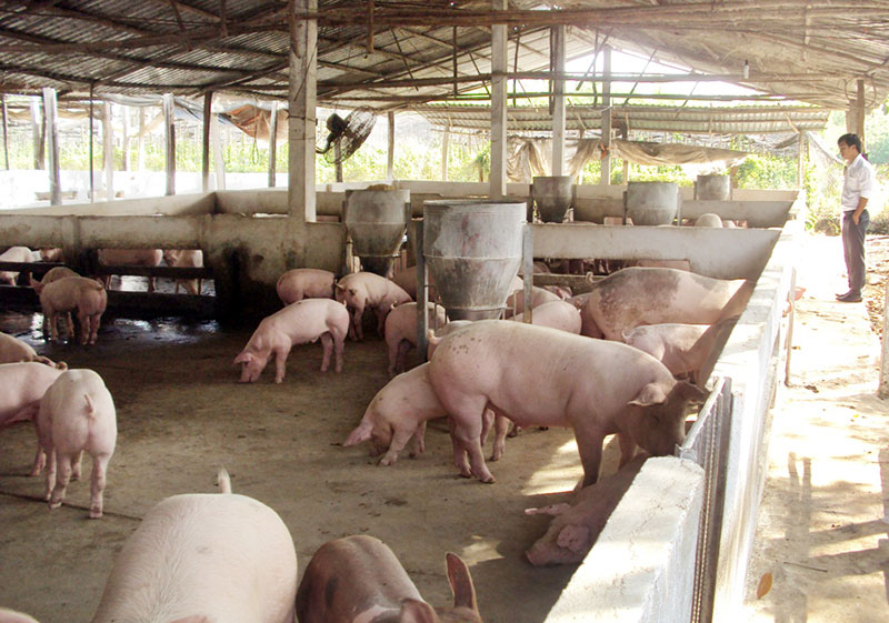 Phát triển kinh tế trang trại ở Hớn Quản Phát triển kinh tế trang trại ở Hớn Quản