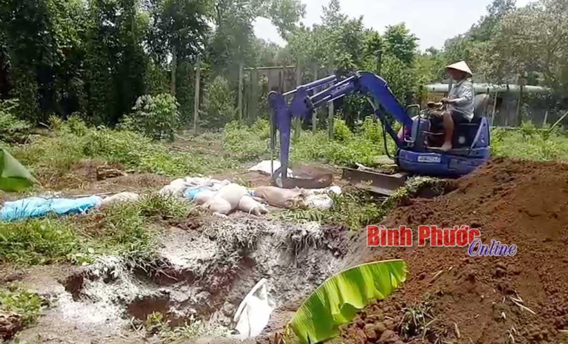 Tiếp tục phát hiện 5 ổ dịch tả lợn châu Phi trên địa bàn 3 xã ở Đồng Phú Tiếp tục phát hiện 5 ổ dịch tả lợn châu Phi trên địa bàn 3 xã ở Đồng Phú