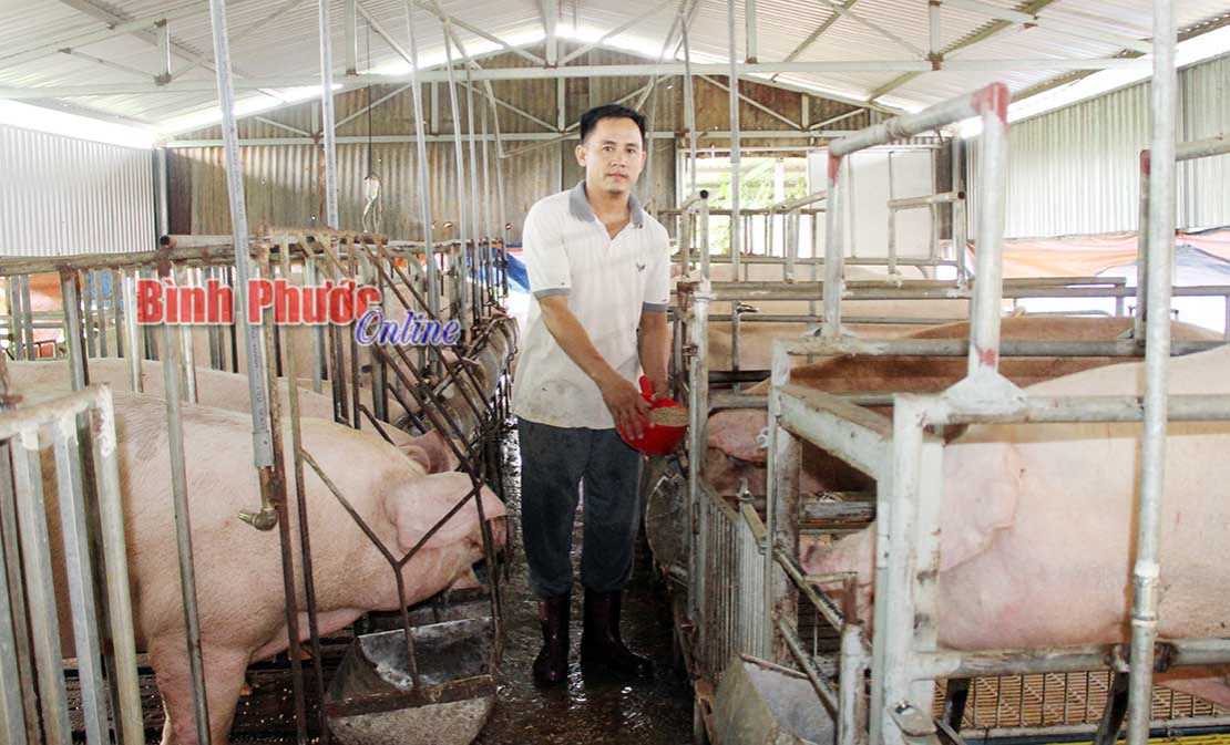 Phòng chống dịch tốt, chờ giá lợn tăng Phòng chống dịch tốt, chờ giá lợn tăng