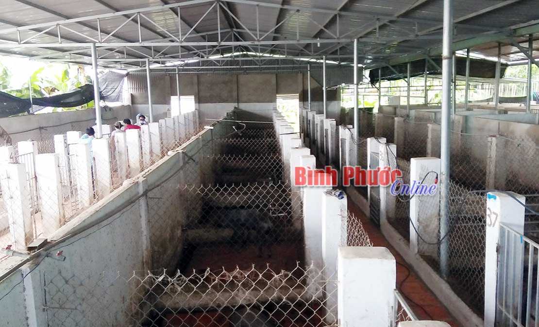 Chơn Thành phát hiện thêm 1 ổ dịch tả lợn châu Phi Chơn Thành phát hiện thêm 1 ổ dịch tả lợn châu Phi
