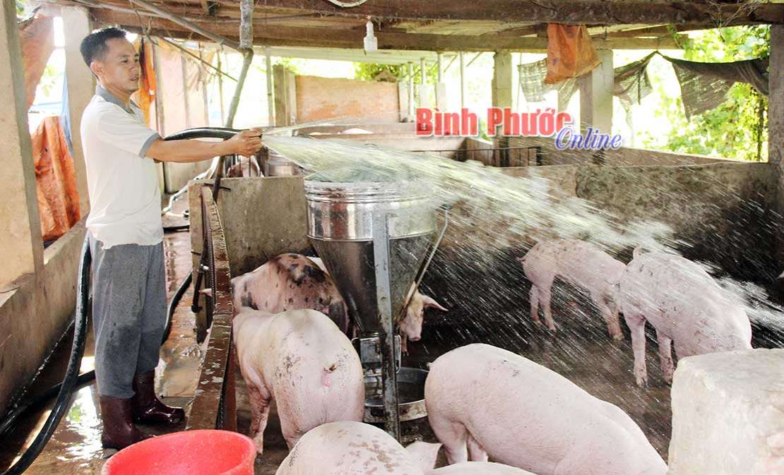 Heo hơi “sốt giá” kỷ lục Heo hơi “sốt giá” kỷ lục