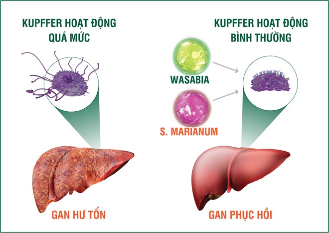 Chủ động chống độc, bảo vệ gan trước các loại thực phẩm bẩn Chủ động chống độc, bảo vệ gan trước các loại thực phẩm bẩn