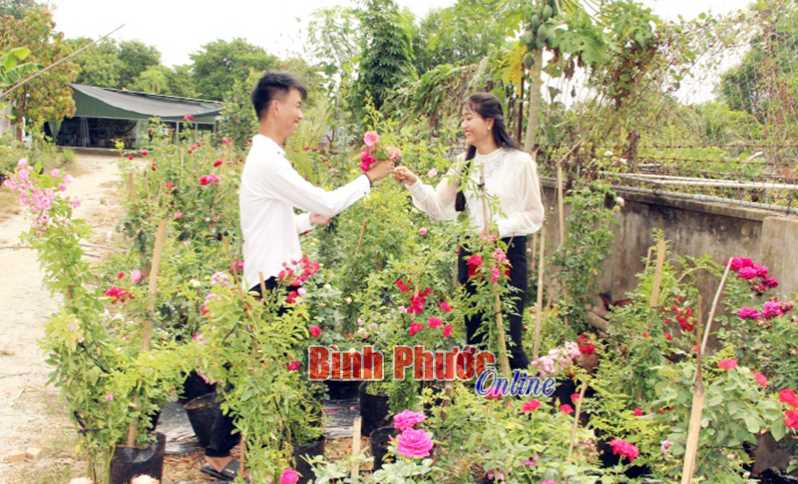 Cơ sở nhân giống hoa hồng đầu tiên ở Đồng Xoài Cơ sở nhân giống hoa hồng đầu tiên ở Đồng Xoài