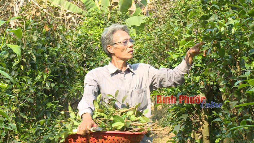 Hiệu quả từ trồng chè xanh
