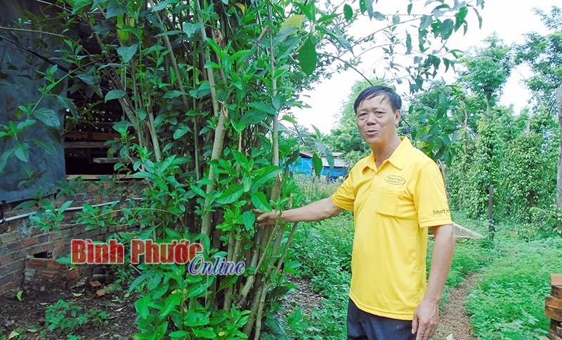 Hiệu quả từ Tổ hợp tác nuôi heo an toàn Hiệp Tâm Hiệu quả từ Tổ hợp tác nuôi heo an toàn Hiệp Tâm