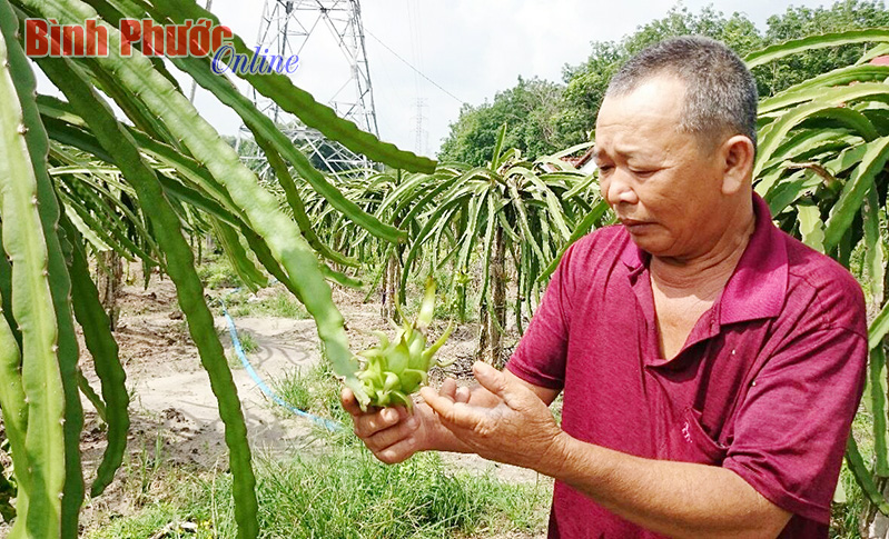 Hiệu quả bước đầu từ trồng thanh long ruột đỏ Hiệu quả bước đầu từ trồng thanh long ruột đỏ