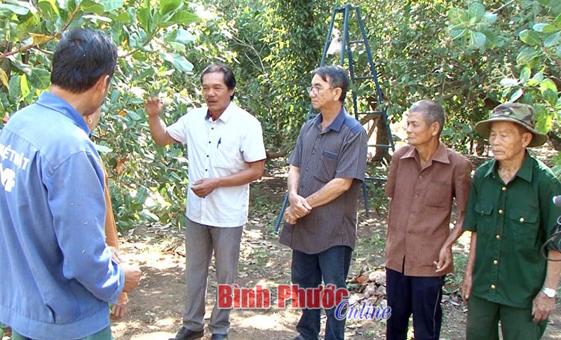 Lộc Ninh hỗ trợ nông dân phòng trừ sâu, bệnh hại điều