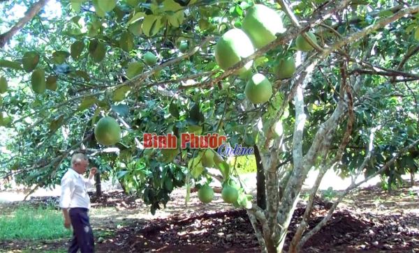 Phát triển cây ăn trái ở Lộc Ninh