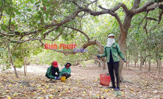 Buồn vui vụ điều 2020