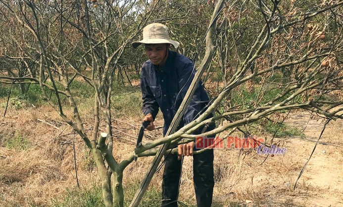 Lộc Ninh: 40,8 ha thiếu nước phục vụ sản xuất