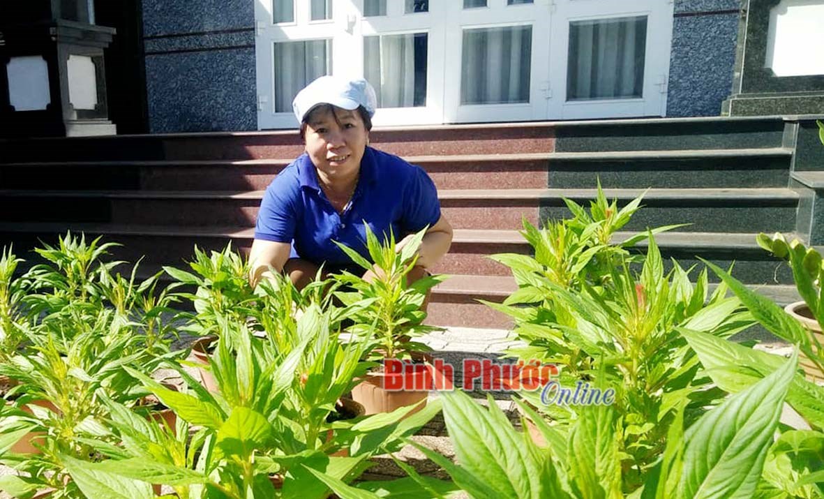 Trồng hoa đón tết