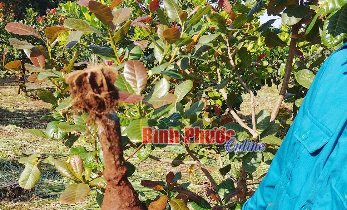 Thọ Sơn tháo gỡ thành công quả đạn cối 8 ly Thọ Sơn tháo gỡ thành công quả đạn cối 8 ly