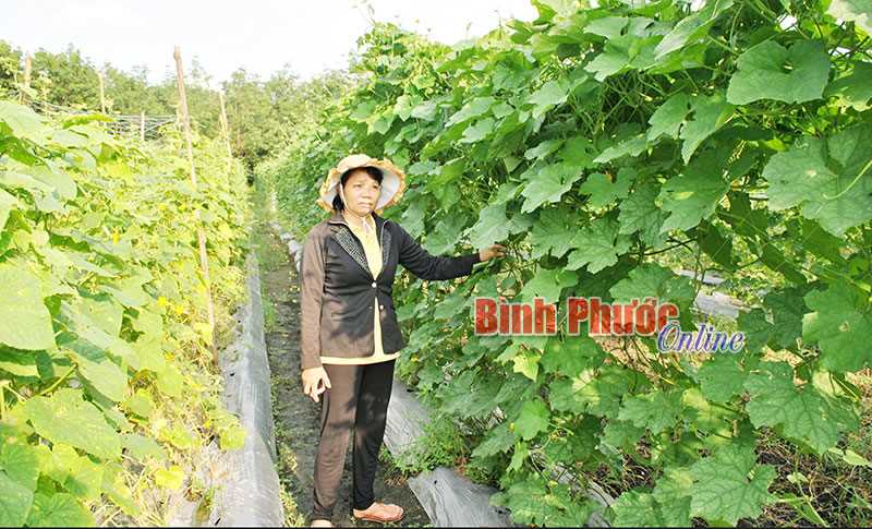 Đồng hành với nông dân phát triển kinh tế Đồng hành với nông dân phát triển kinh tế