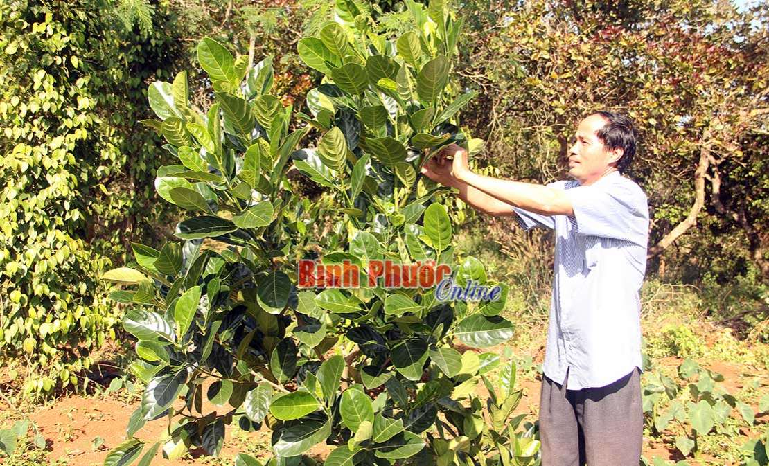 Nông hộ trồng tiêu kêu cứu - Bài cuối Nông hộ trồng tiêu kêu cứu - Bài cuối