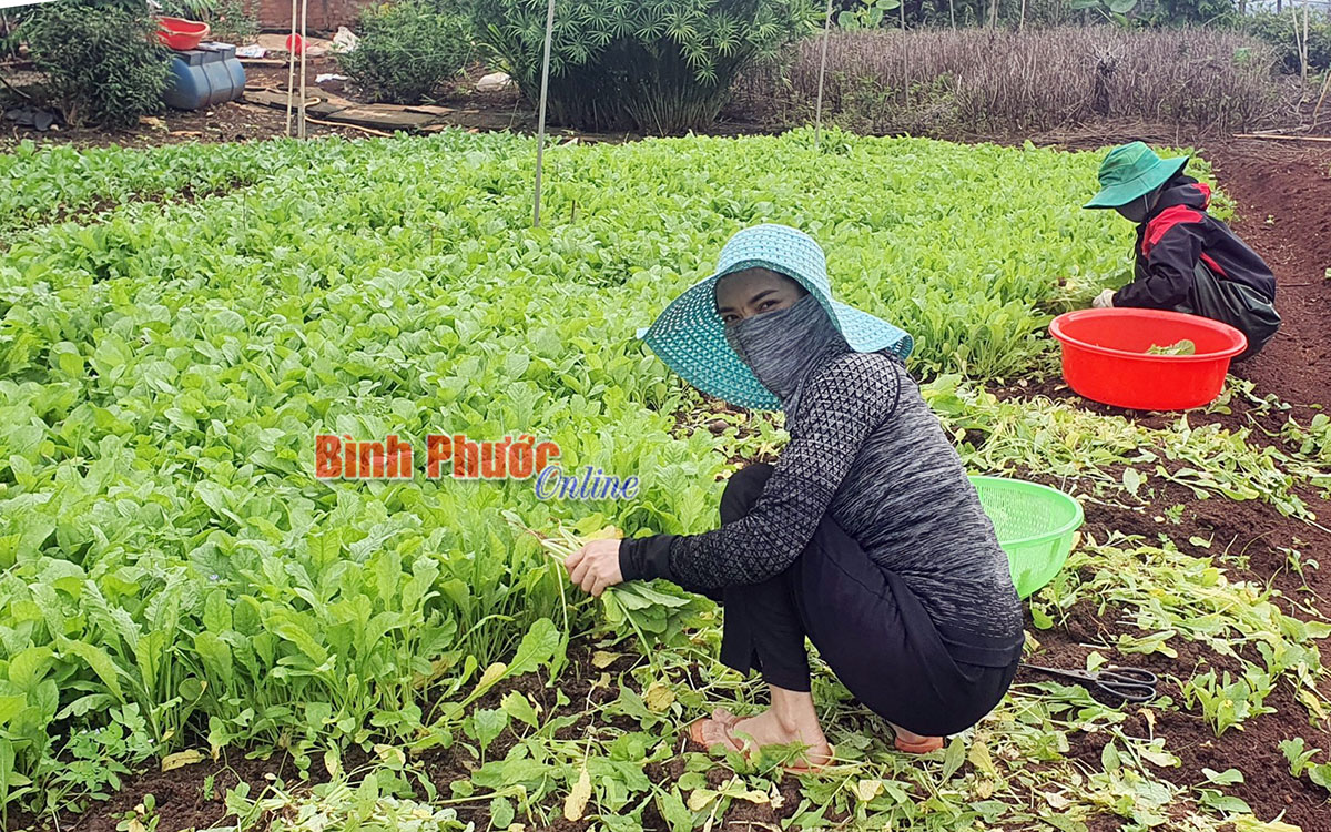 hinh_1a_10281812082021.jpg