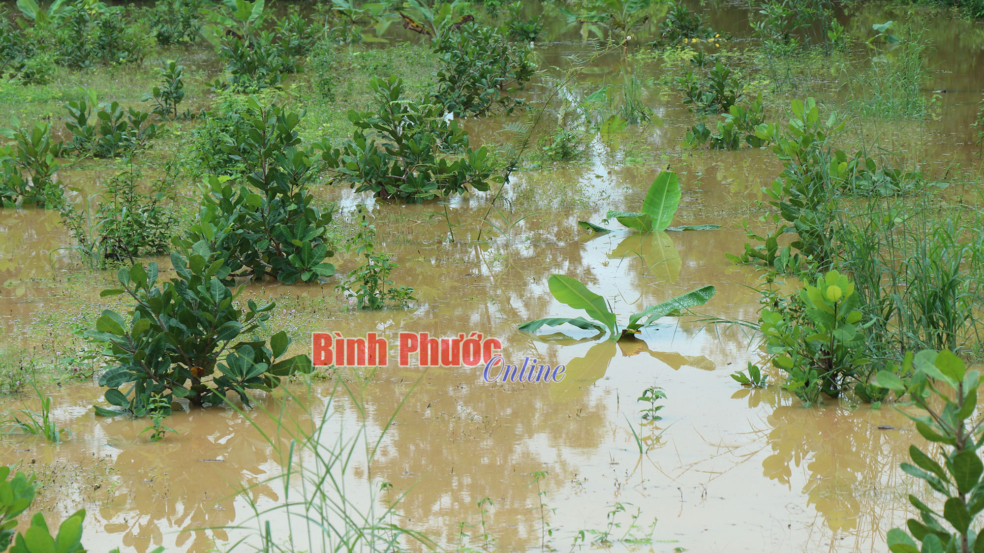 hinh_3_hoa_mau_11472804102023.jpg