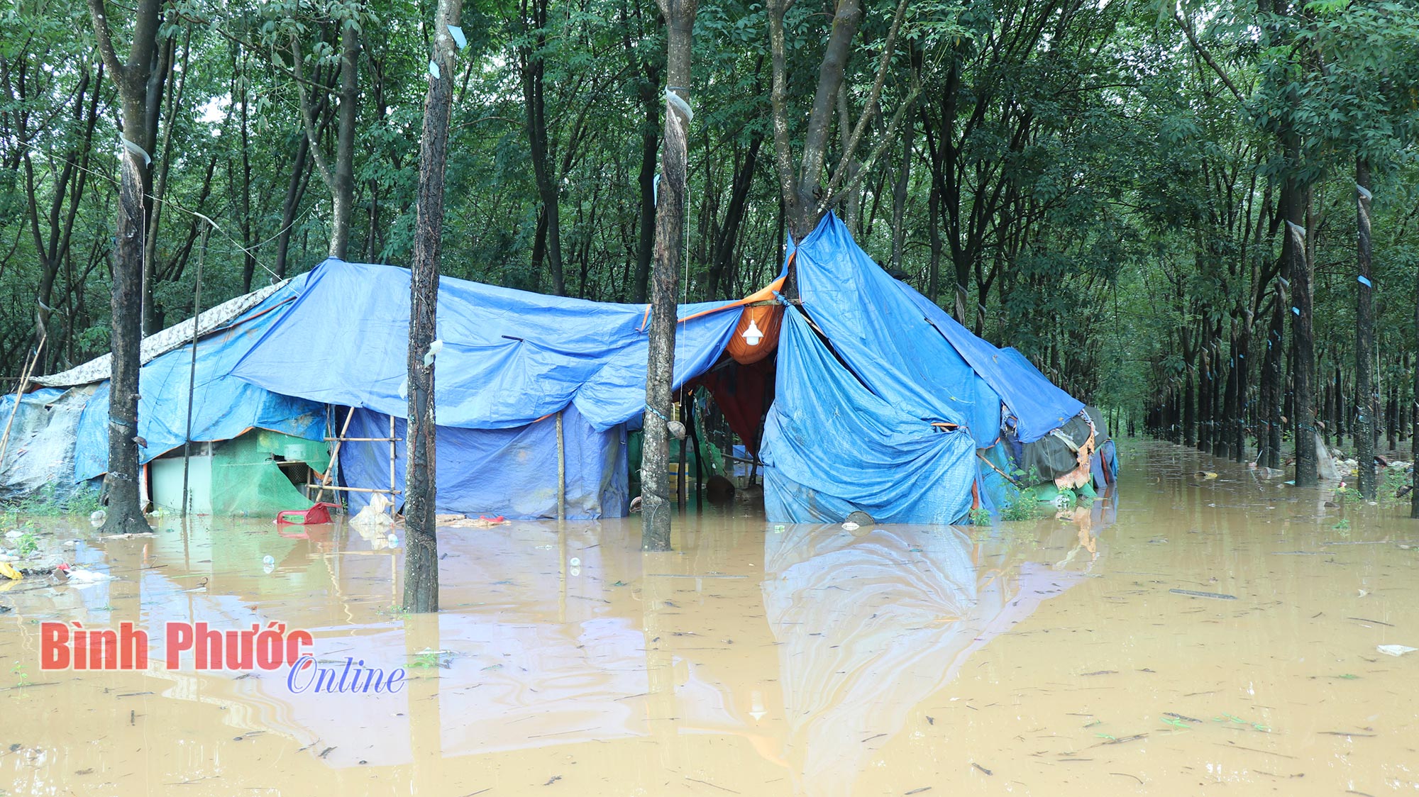 hinh_6_choi_canh_cao_su_2_11144403102023.jpg