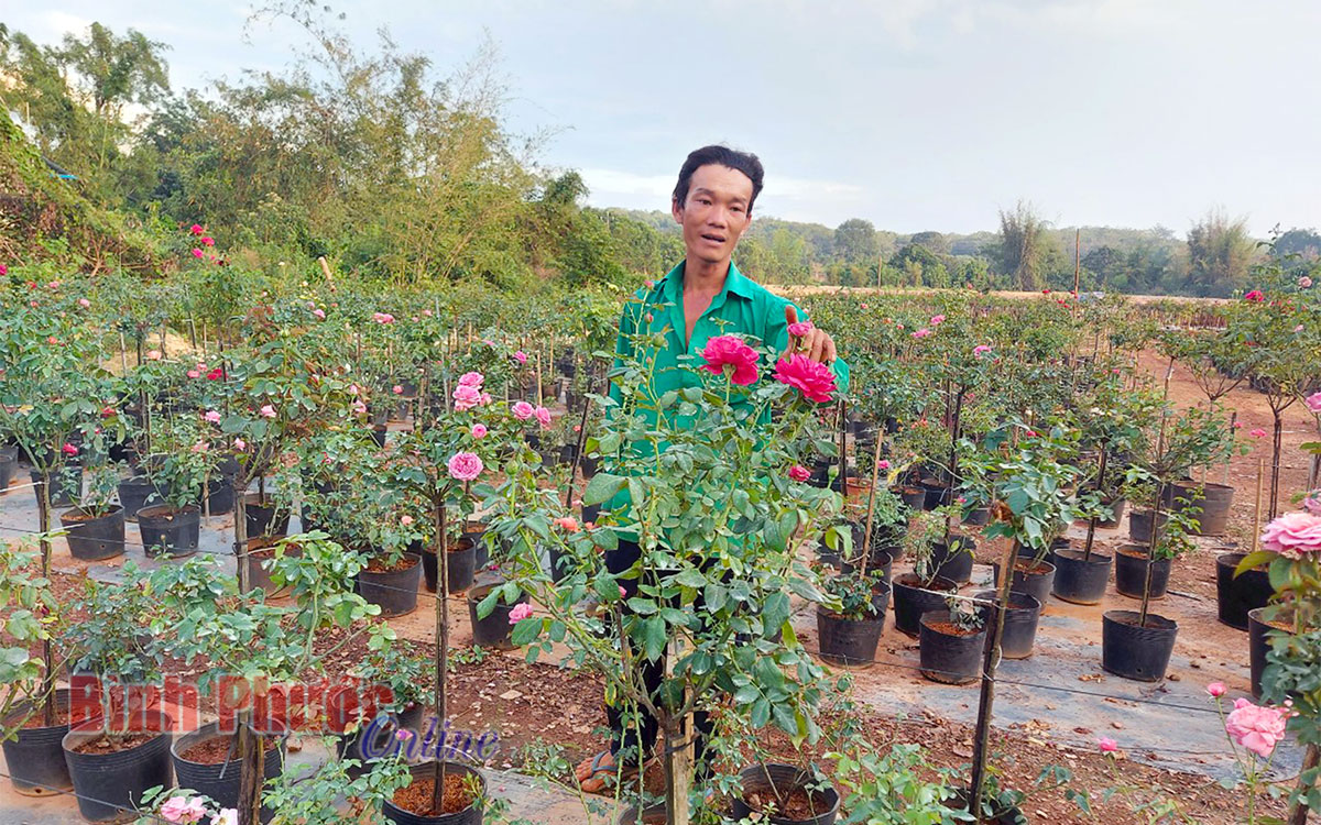 hinh_hoa_hong_22311816022022.jpg