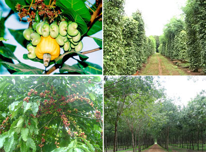 Nhiều mặt hàng nông sản được mùa, được giá