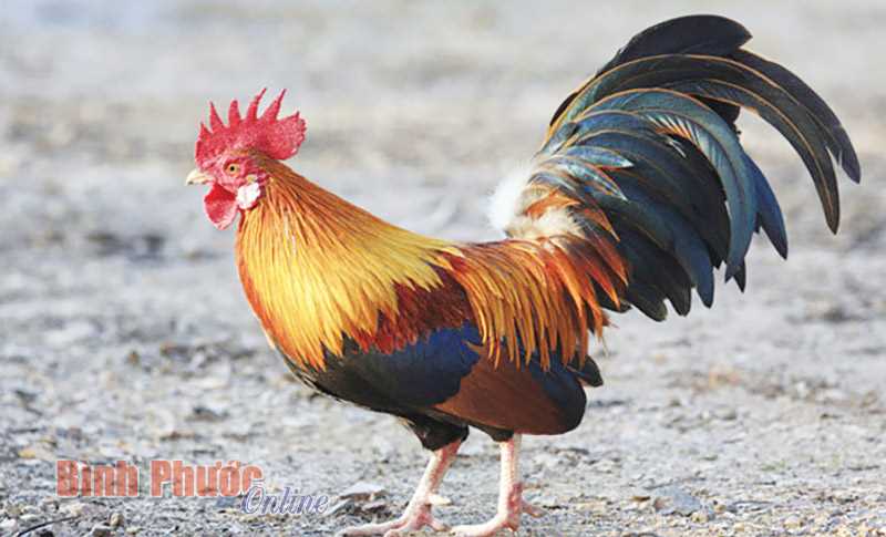 Hình tượng con gà trong thành ngữ tiếng Việt