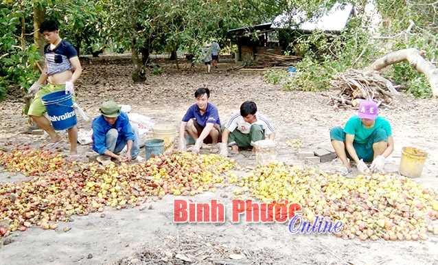 Thanh niên xã Tân Khai thu hoạch mùa giúp gia đình tân binh