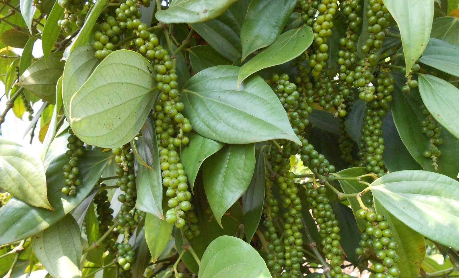 Hồ tiêu vào vụ, giá giảm