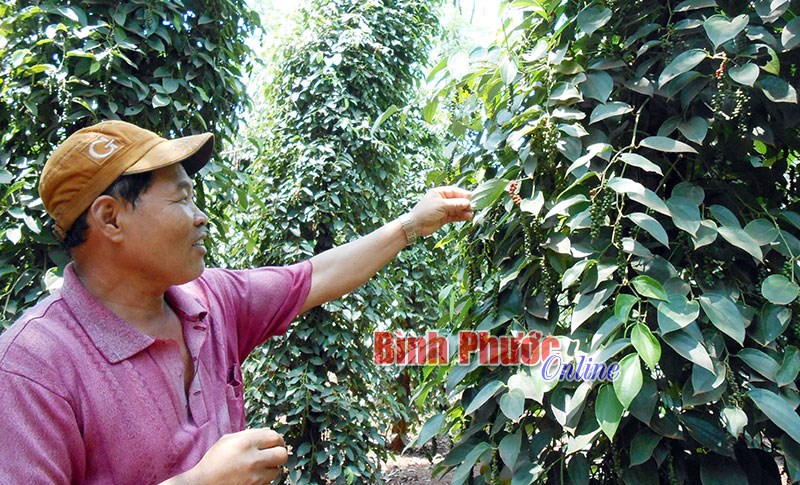 Thị trường hồ tiêu khó dự đoán Thị trường hồ tiêu khó dự đoán
