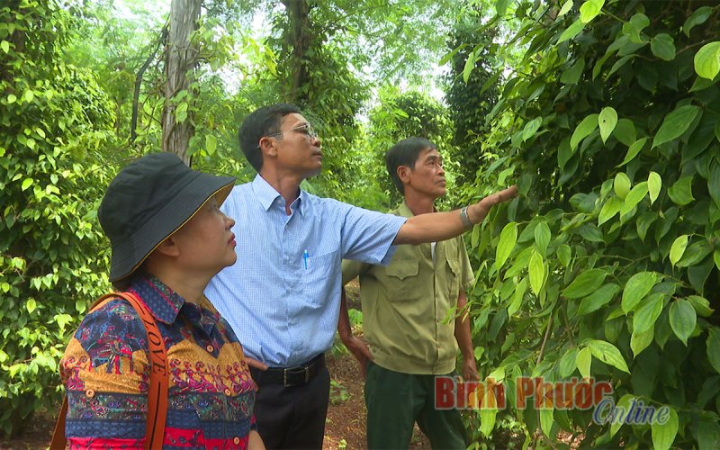 Hồ tiêu Thiện Hưng không ra trái