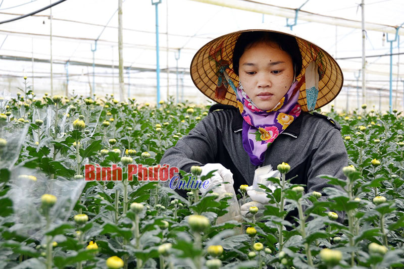 Tìm về cao nguyên hoa - Bài 1