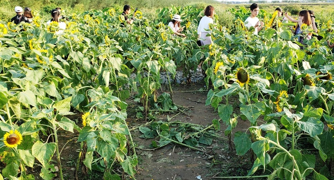 hoa-huong-duong-1015102018035350.jpg