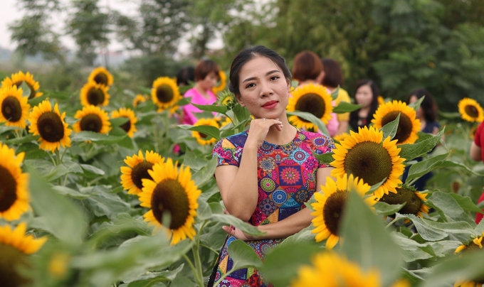 hoa-huong-duong-415102018035350.jpg