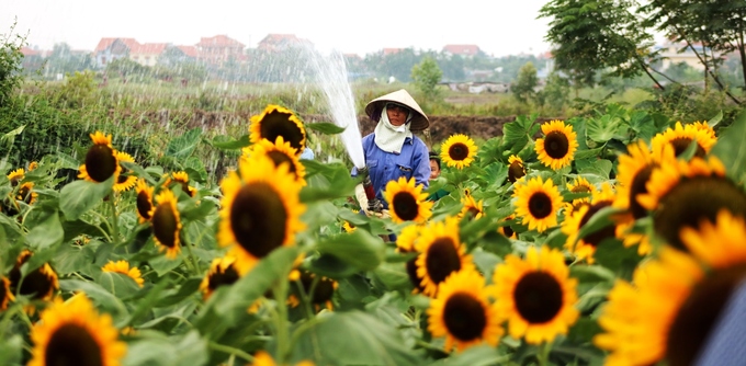 hoa-huong-duong-815102018035350.jpg