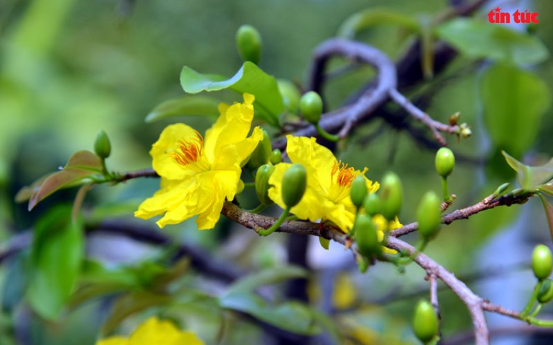 Hoa mai vàng - nét Xuân phương Nam Hoa mai vàng - nét Xuân phương Nam