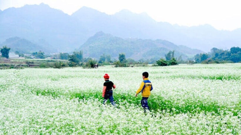 Hoa nở muộn Hoa nở muộn