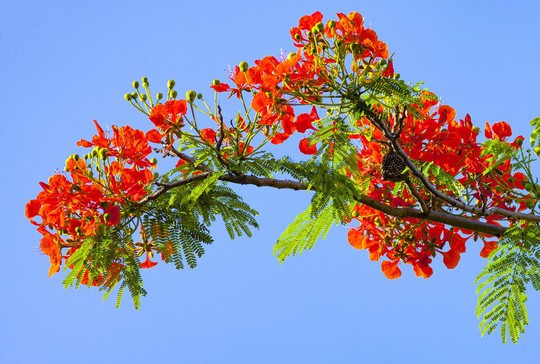 hoa_phuong_cong_dung_1657745787723418436187_16551102092022.jpg