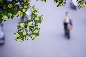 Hoa sữa, còn thơm đến tận ngàn sau